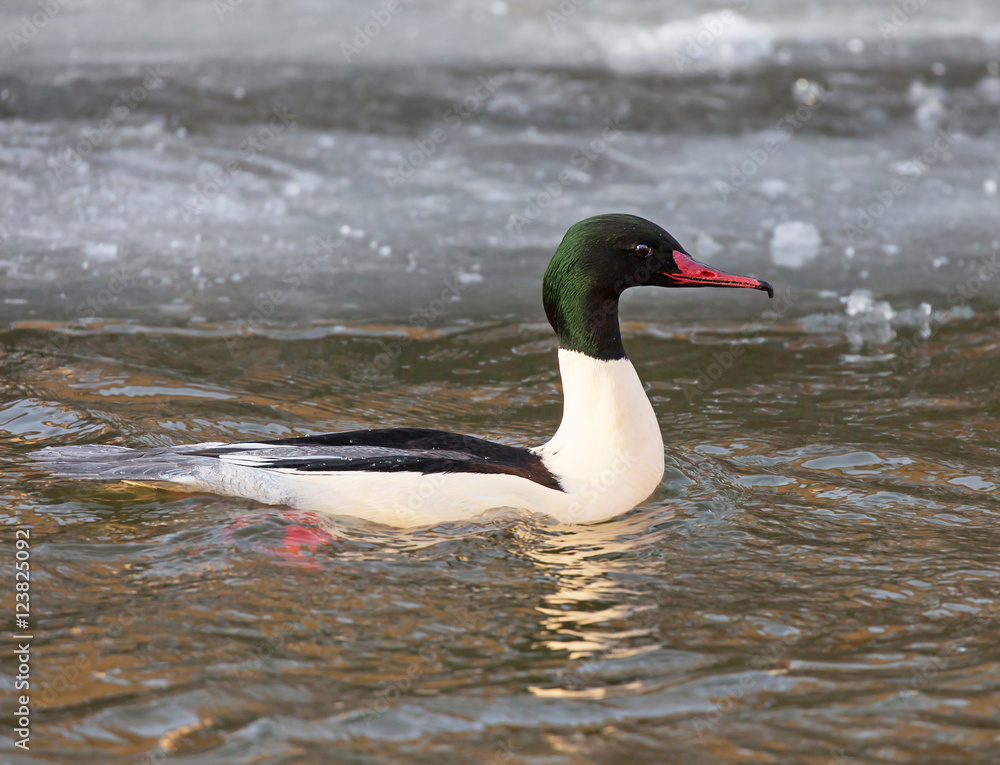 Swimming Goosander