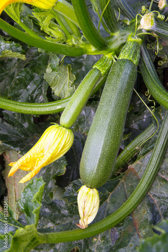 coltivazione di zucchine