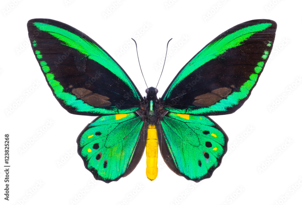 Naklejka premium Piękny kolorowy motyl na białym tle