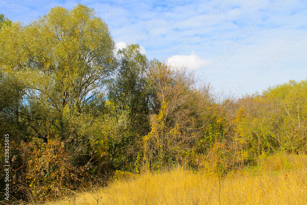 Fototapeta premium Deciduous forest on autumn
