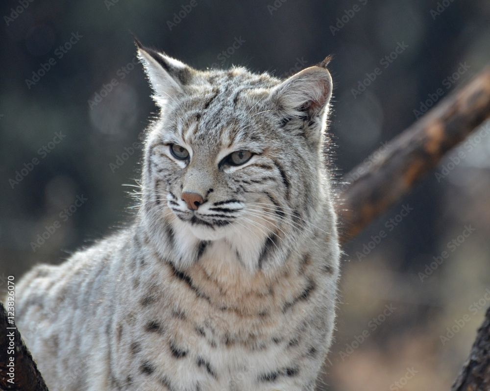 Fototapeta premium Up Close with a Bobcat