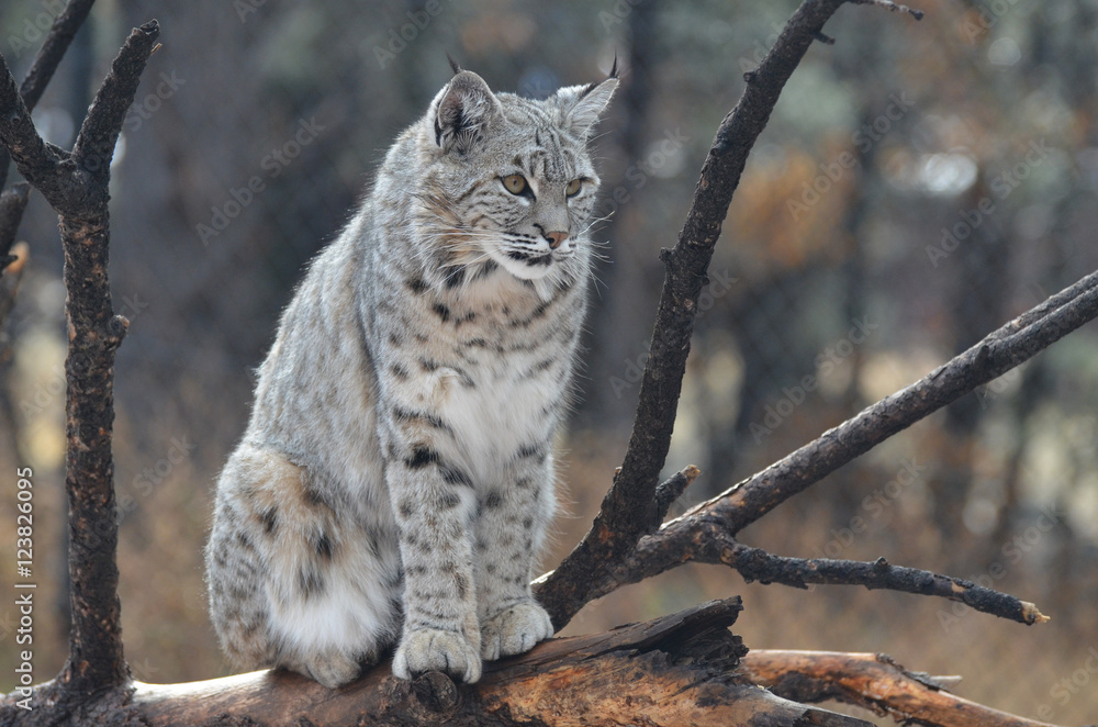 Fototapeta premium Posing and Poised Lynx