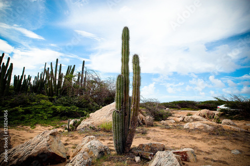 Island Cactus