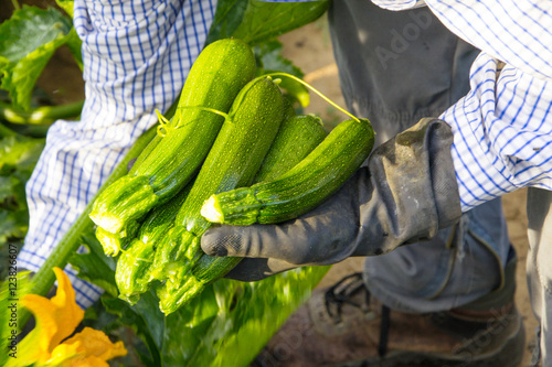 bracciante che lavora in un campo di zucchini in Italia photo