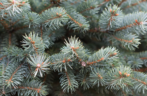 Christmas background. fir tree.