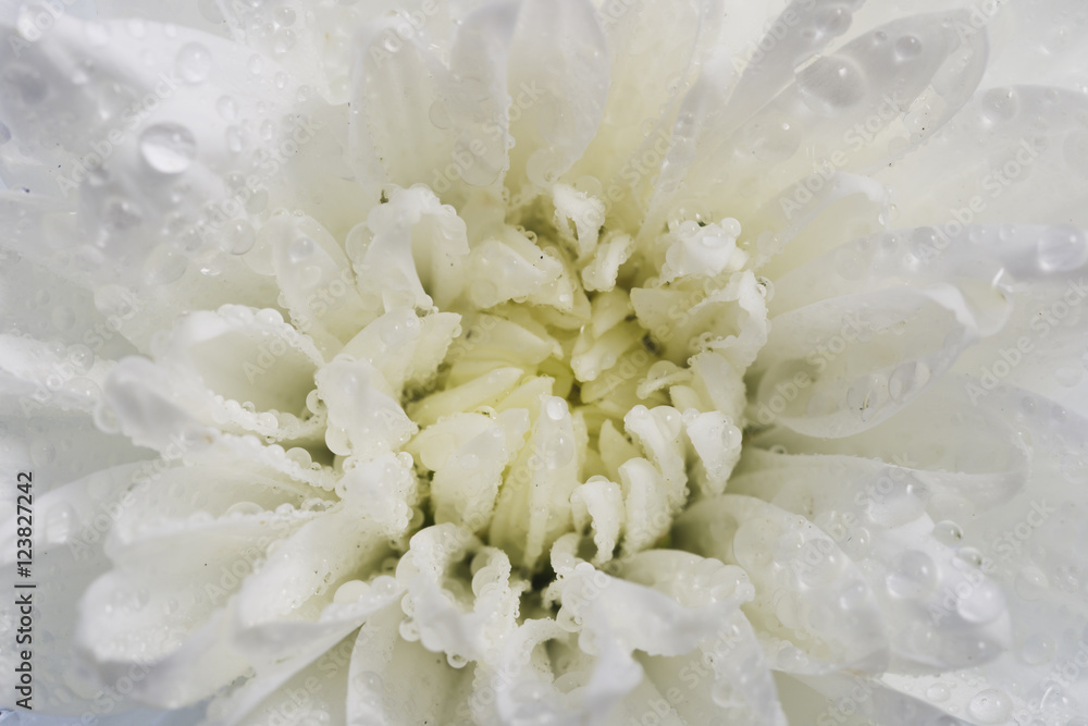 White chrysanthemum petals with water drops White chrysanthemum petals with water drops
