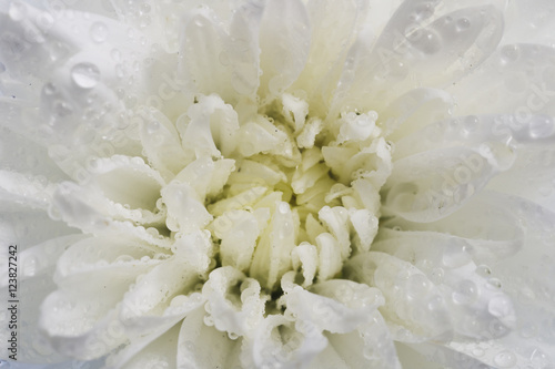 White chrysanthemum petals with water drops