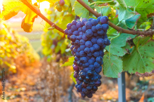Vine grapes in champagne region in autumn harvest, France
