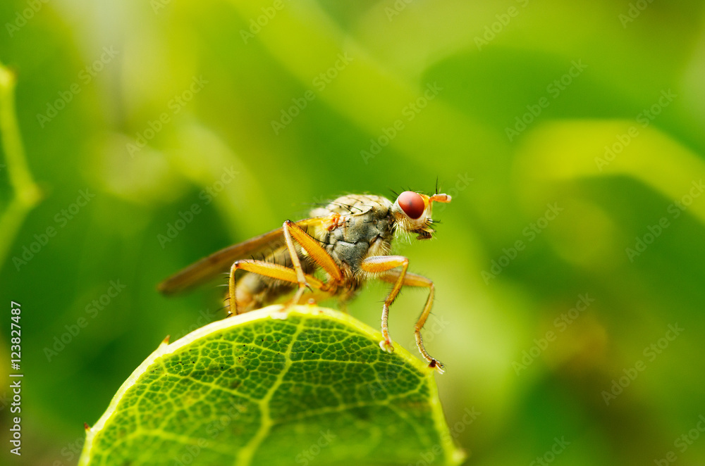 Fototapeta premium Low perpective of fly over green - Scathophaga sp.