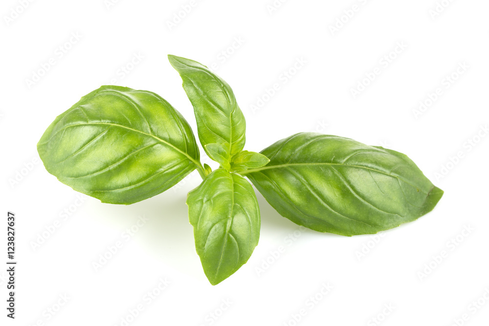 Fresh green leaf basil Fresh green leaf basil