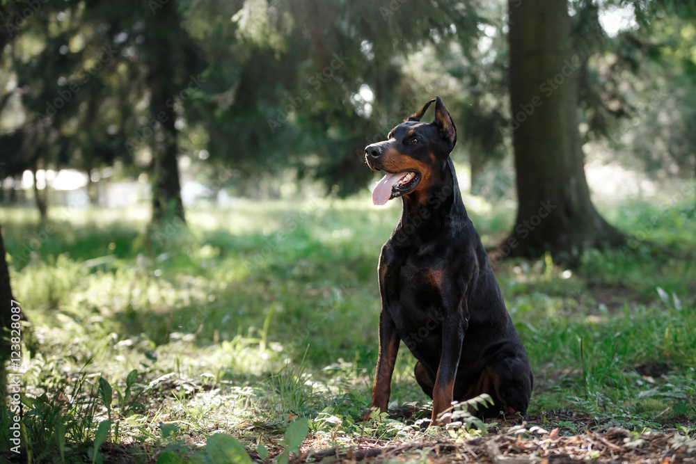 Doberman dog, beautiful pet