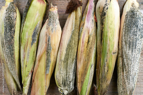 corn on the cob spoiled with fungus on old boards