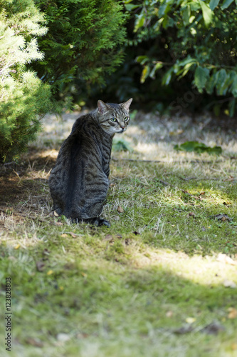 Katze im Garten