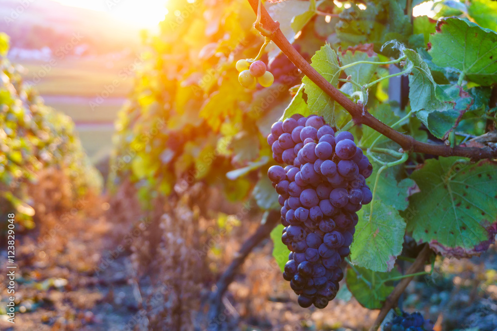 Vine grapes in champagne region in autumn harvest, France - obrazy, fototapety, plakaty 
