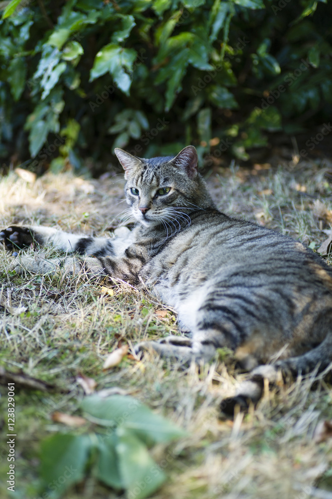 Obraz premium Katze im Garten
