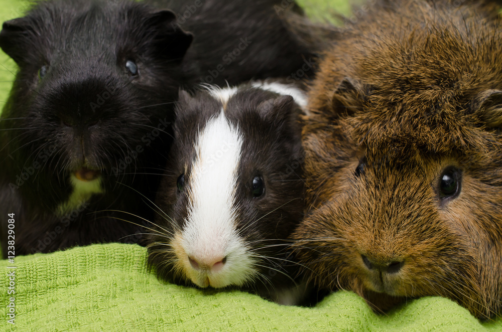 Baby Meerschweinchen mit neuen Freunden Baby Meerschweinchen mit neuen Freunden