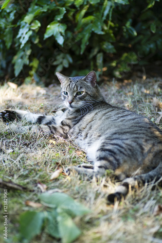 Katze im Garten © xiquence