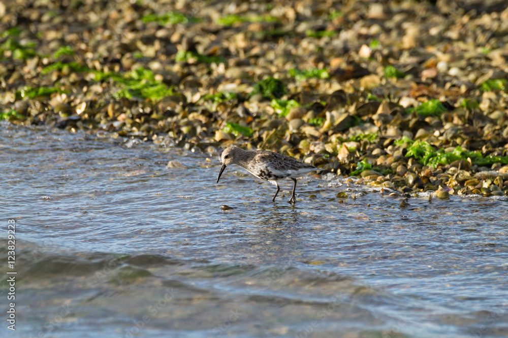 Kentish plover bird Kentish plover bird