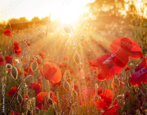 Field of sunlit red poppies at sunset