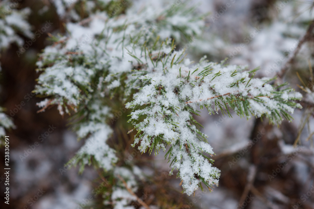 Spruce branches covered with snow winter landscape Spruce branches covered with snow winter landscape