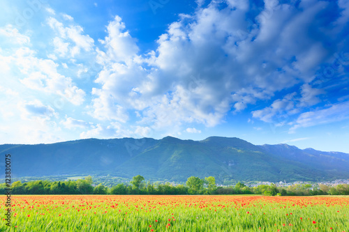 Red poppies field with mountains in background