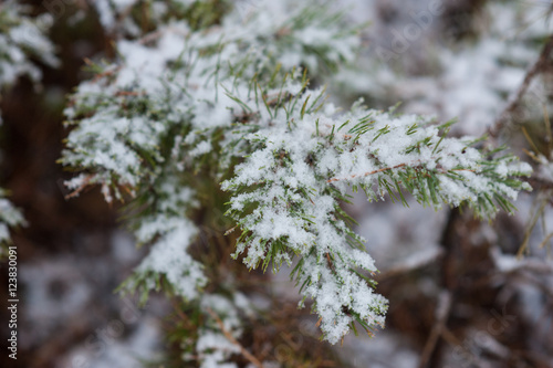 Spruce branches covered with snow winter landscape
