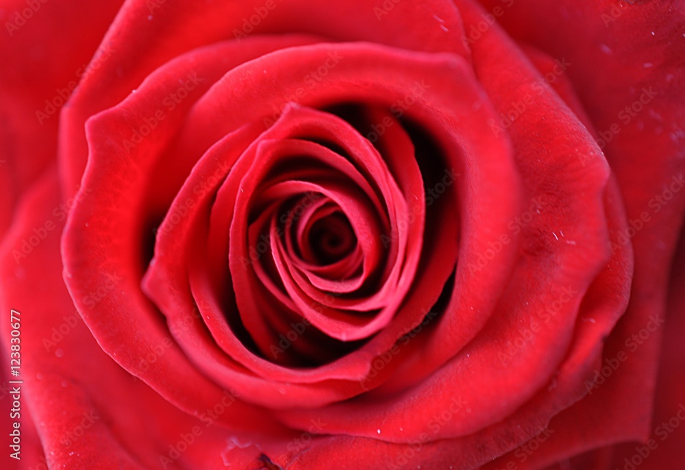 red roses and nature red roses and nature