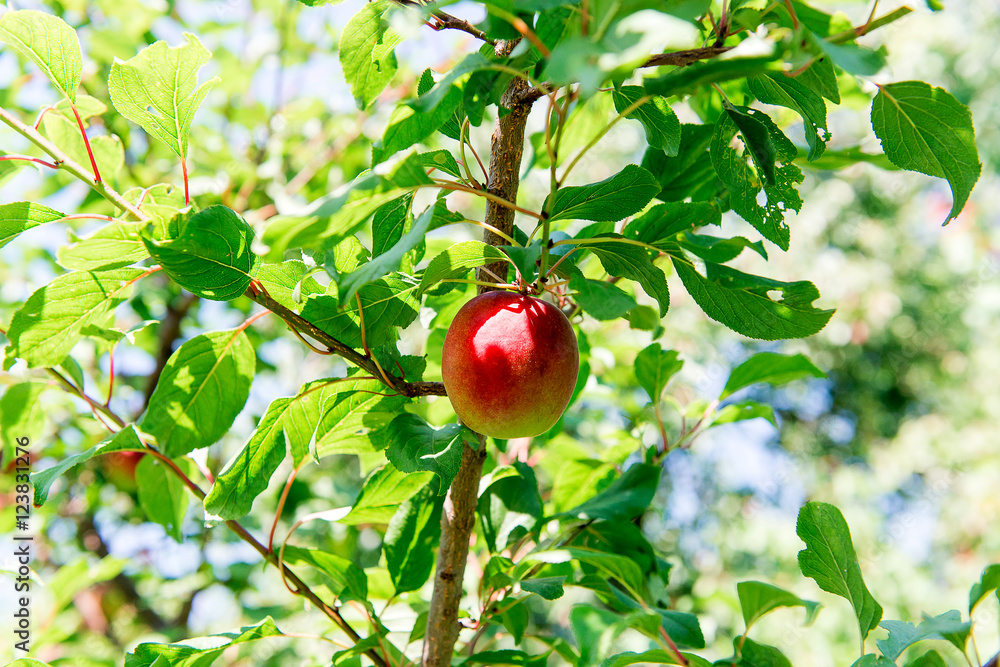 Sweet juicy nectarine on a tree. Harvesting nectarine. Gardening.