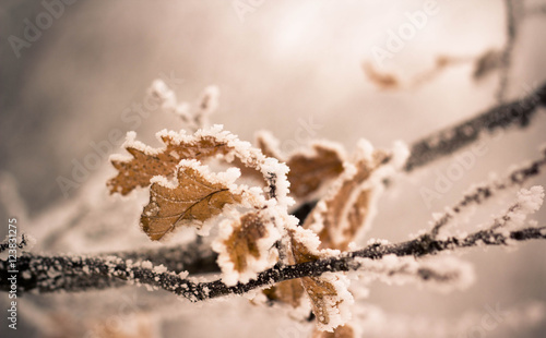 Winter, the Leaves of the Trees in the Frost, Seasons