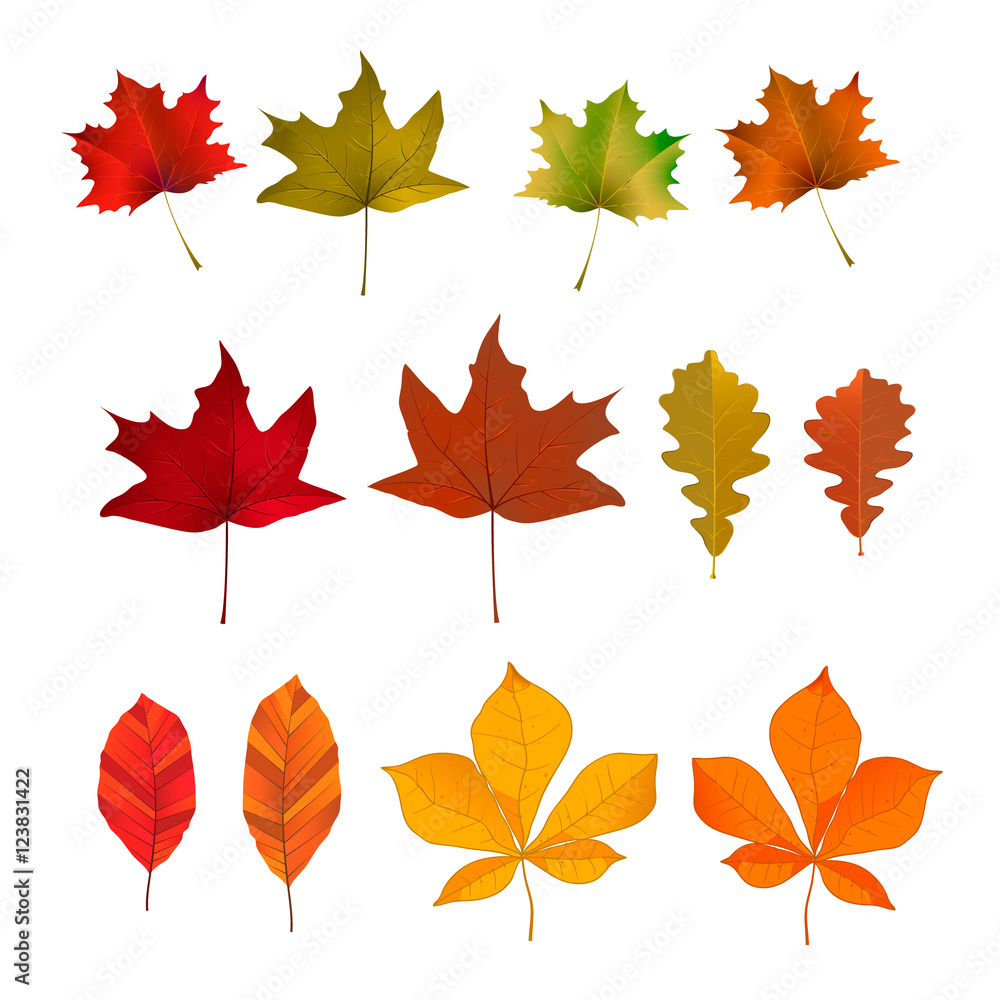 Set of the yellow autumn leaves. Vector design element.
