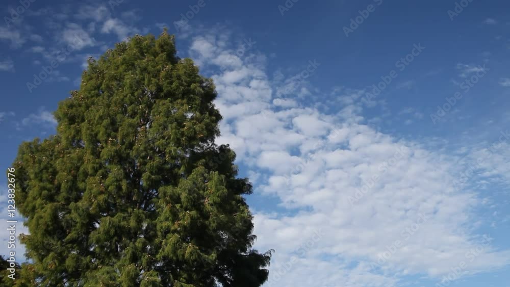 Lush green trees with a beautiful blue sky and white fluffy clouds. Lush green trees with a beautiful blue sky and white fluffy clouds.