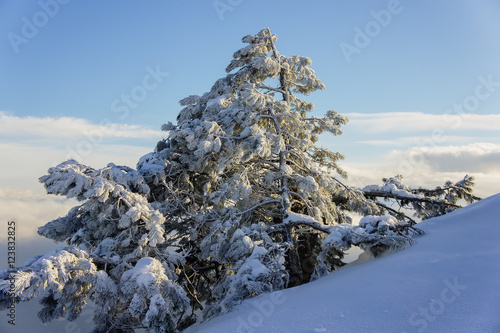 Wallpaper Mural pine trees and mountains Torontodigital.ca