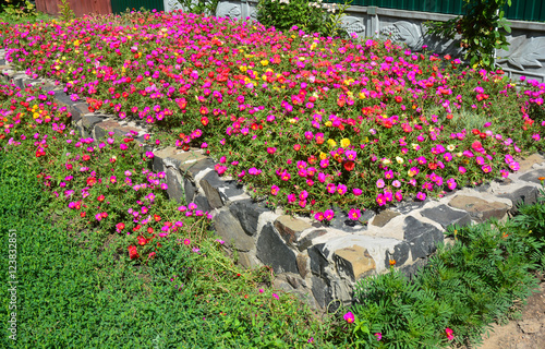 Fototapeta Naklejka Na Ścianę i Meble -  Colorful house garden stone flowerbed of hogweed or Portulaca also known as moss roses