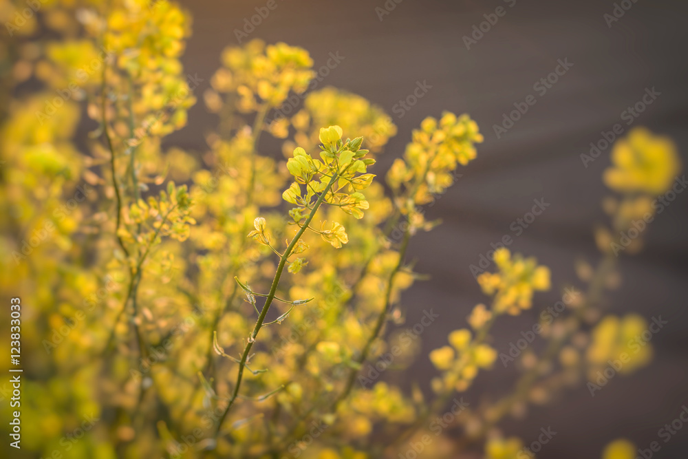 Jaramago amarillo Jaramago amarillo