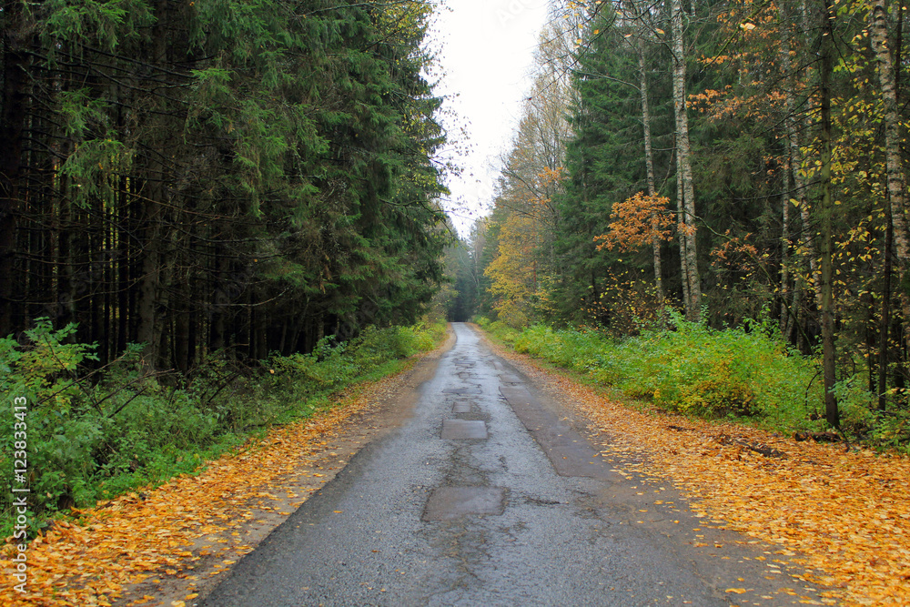 Fototapeta premium Лесная дорога