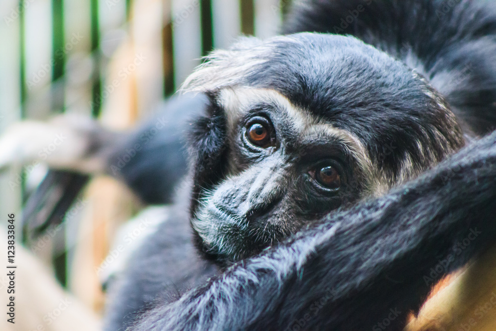 Fototapeta premium gibbon