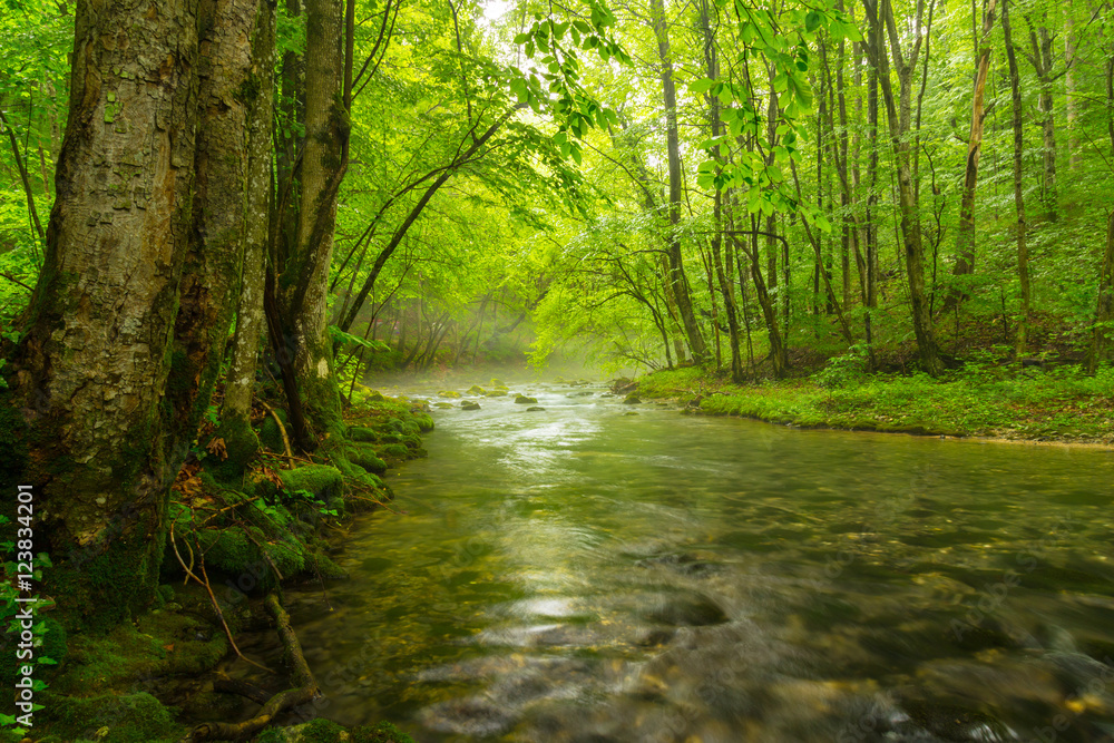 Obraz premium Misty wild river and magic light in the forest in spring