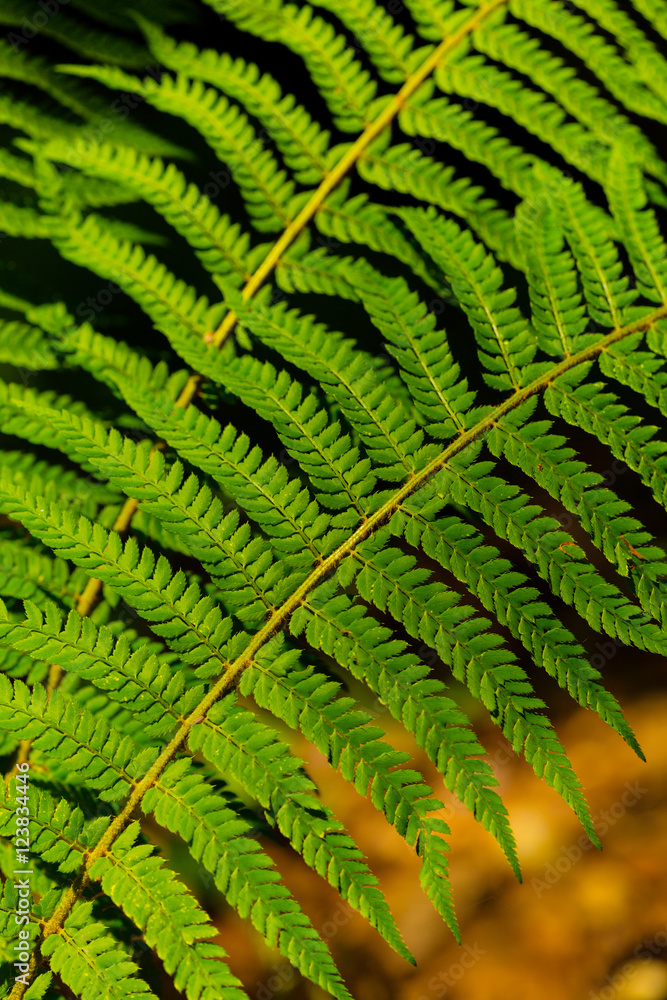 Fern leaves with beautiful pattern under bright light in spring, in a mountain forest