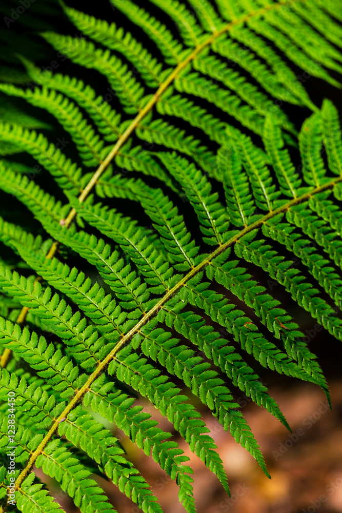 Fern leaves with beautiful pattern under bright light in spring, in a mountain forest Fern leaves with beautiful pattern under bright light in spring, in a mountain forest