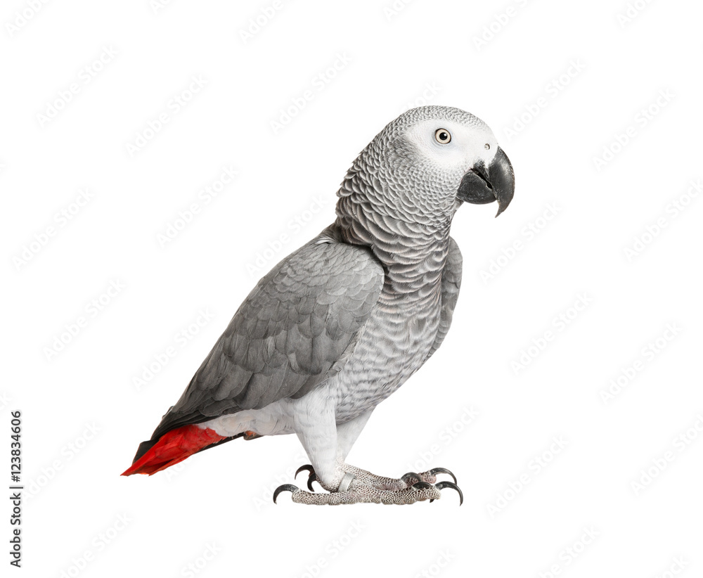 Naklejka premium Gray parrot Jaco on a white background