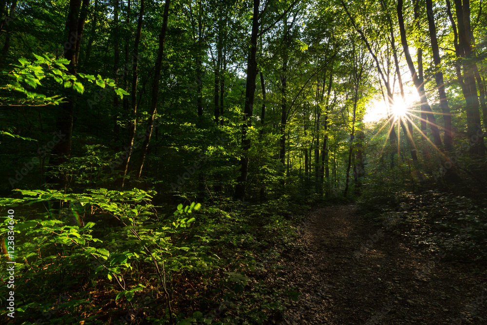 Obraz premium Beautiful scenery in the woods, with lush green foliage in spring