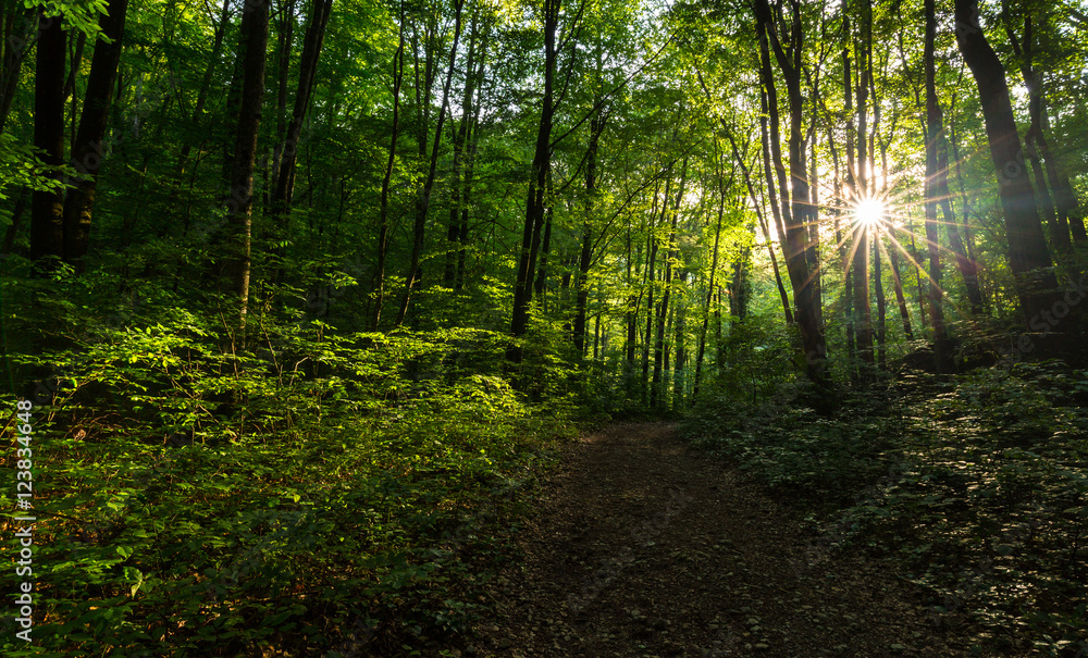 Fototapeta premium Beautiful scenery in the woods, with lush green foliage in spring