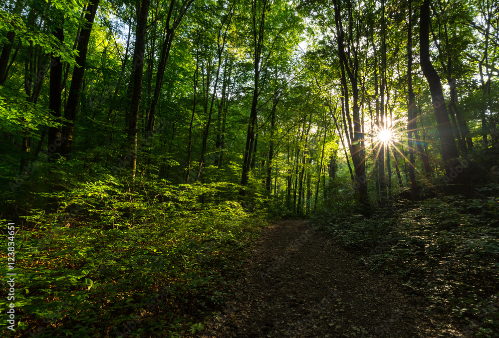 Fototapeta premium Beautiful scenery in the woods, with lush green foliage in spring