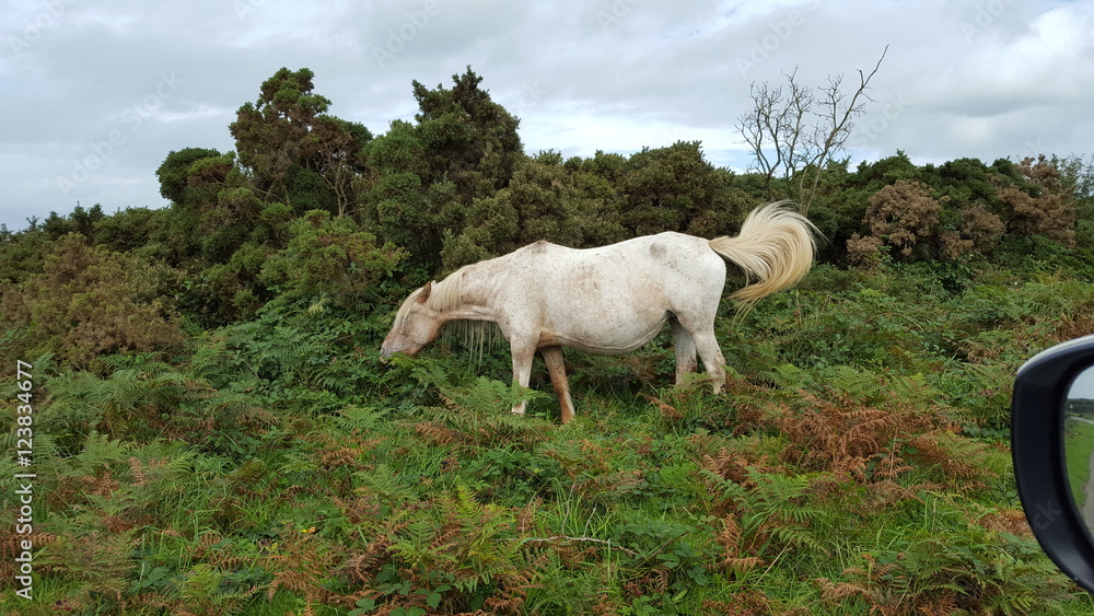 Obraz premium Wildpferd im Bodmin Moor Cornwall