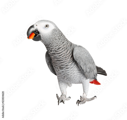 Carta da parati Pappagalli - Carta da parati Gray parrot Jaco on a white background