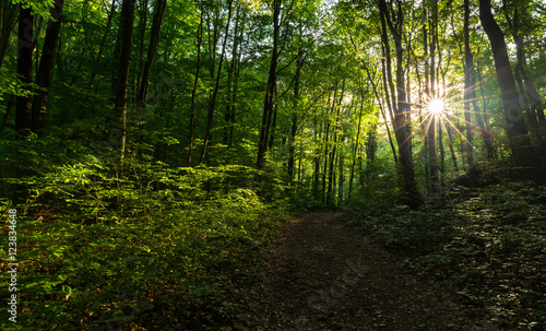 Fototapeta Naklejka Na Ścianę i Meble -  Beautiful scenery in the woods, with lush green foliage in spring