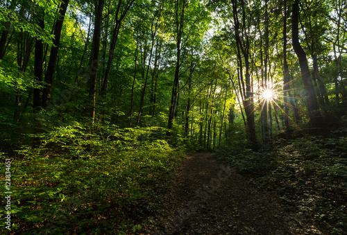 Beautiful scenery in the woods, with lush green foliage in spring