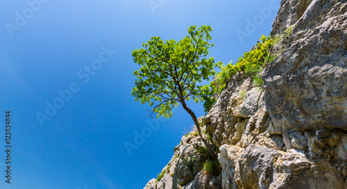 Lonely tree in spring, hanging from rocks in the mountains, isolated on clear background photo