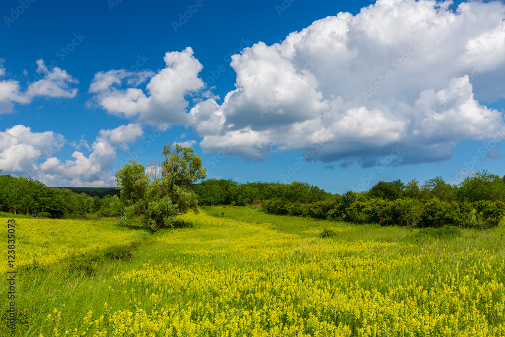 Beautiful and refreshing rural fields in spring, with vibrant green foliage