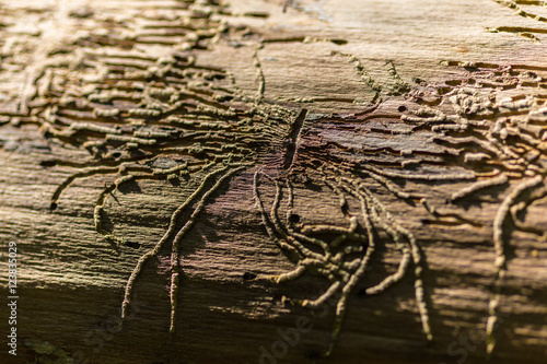 Canvas Print Woodworm pattern in dried birch tree in the forest, under bright sunlight